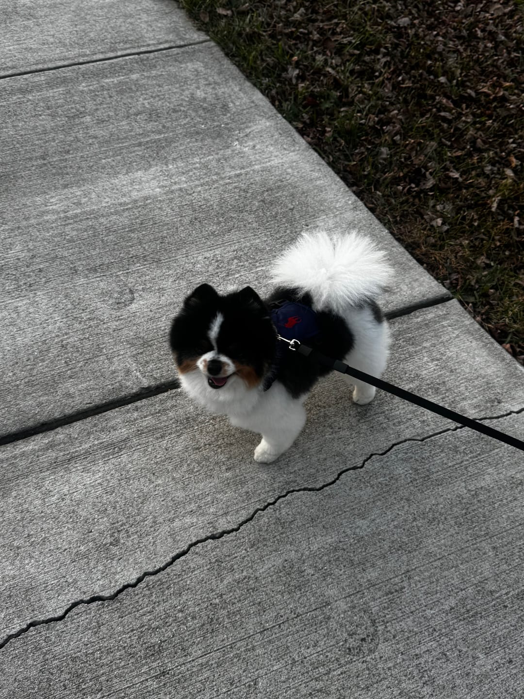 Customer photo review of Polo Ralph Lauren Nylon Dog Harness