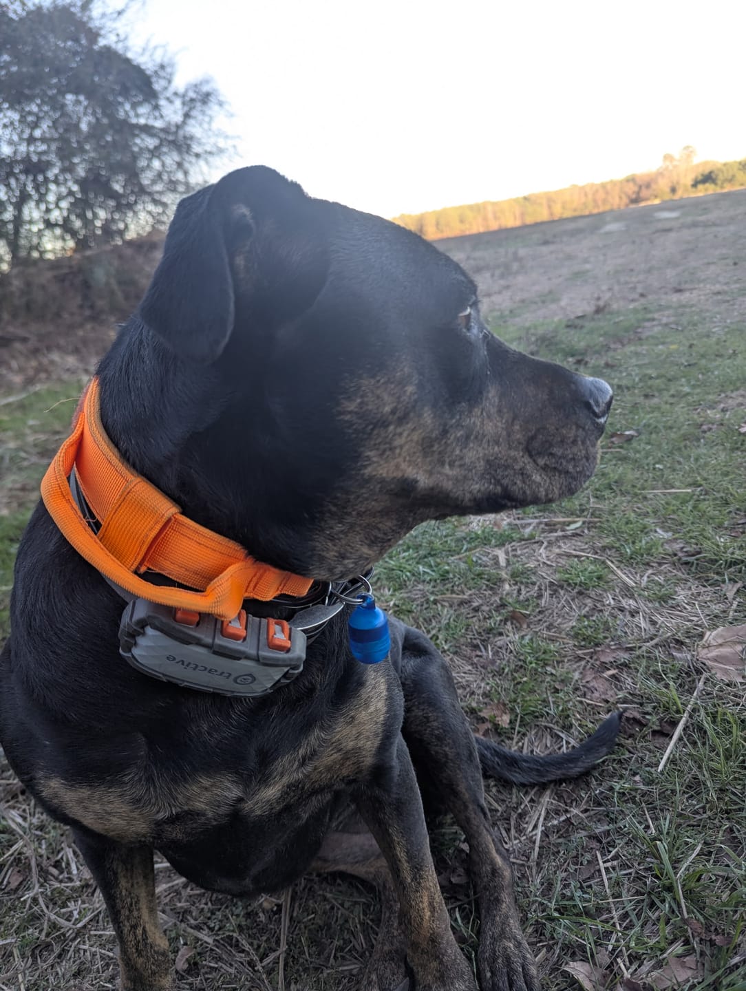 Customer photo review of Metal-Buckle Tactical K9 Dog Collar With Hook & Loop Panel & Top Handle