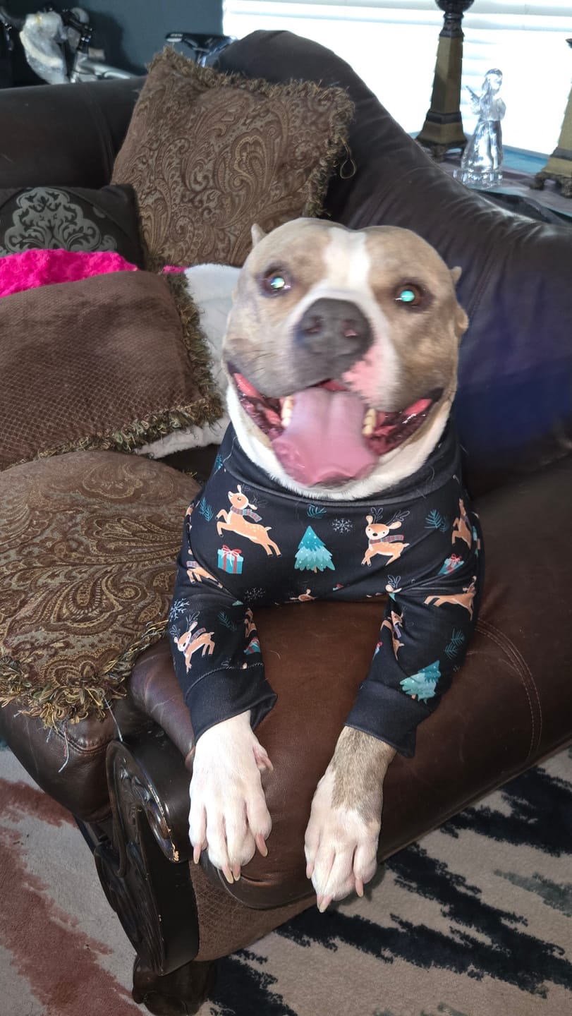 Customer photo review of Dog Christmas Pajama - Reindeers