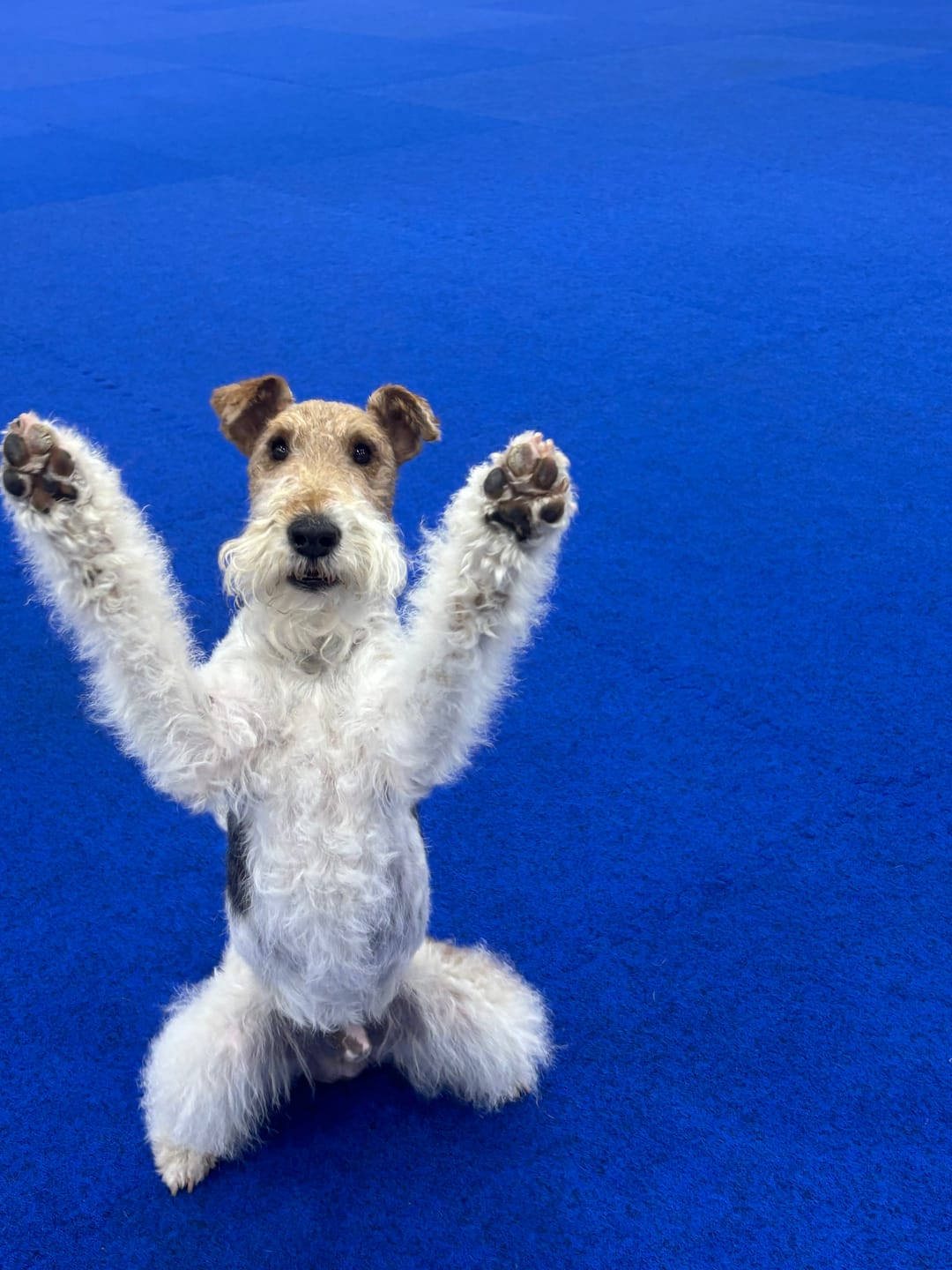 Customer photo review of Daily Dog Probiotic