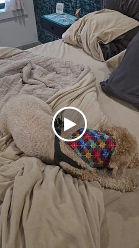 Customer video review of Boneflex Signature Black Bone Harness