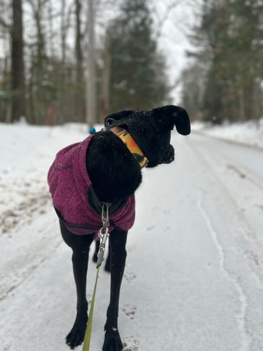 Customer photo review of WORLEY: Artist Series Collar