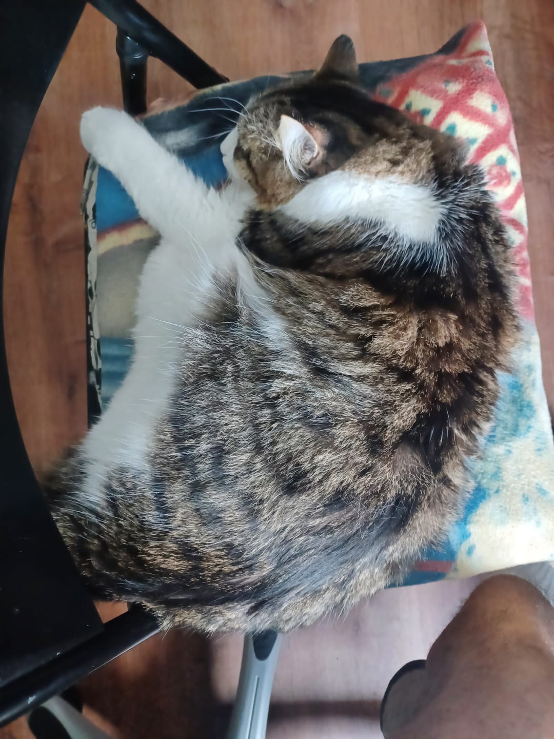 Customer photo review of Bark-Less Bites