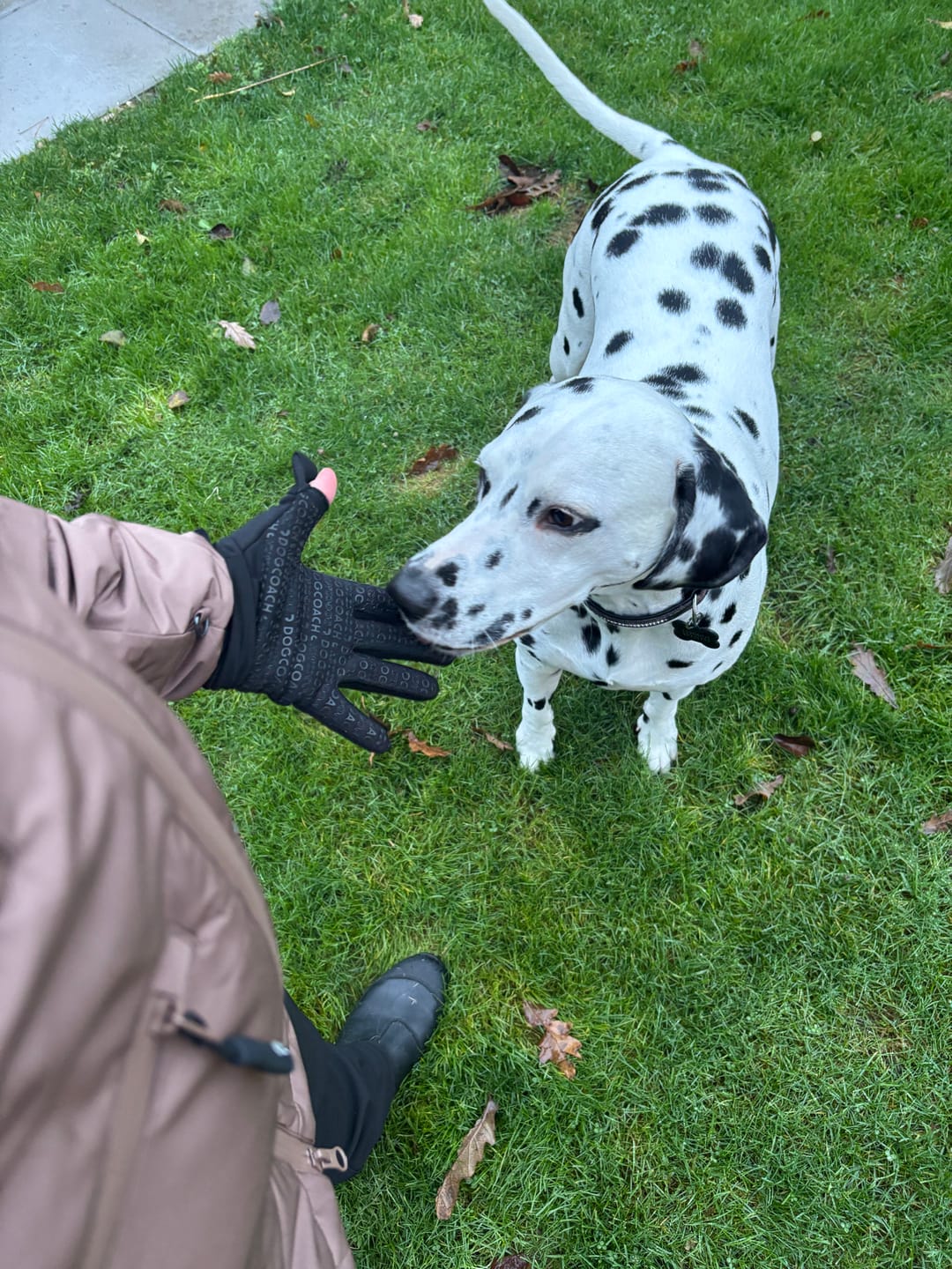 Customer photo review of DogCoach Allround Godbidshandsker | Unisex | Sort | Miley