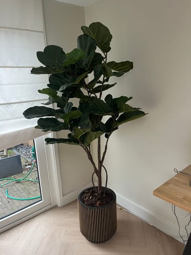 Customer photo review of Ficus Lyrata Kunstplant 180cm