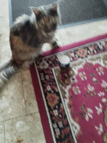 Customer photo review of Patsli® Move