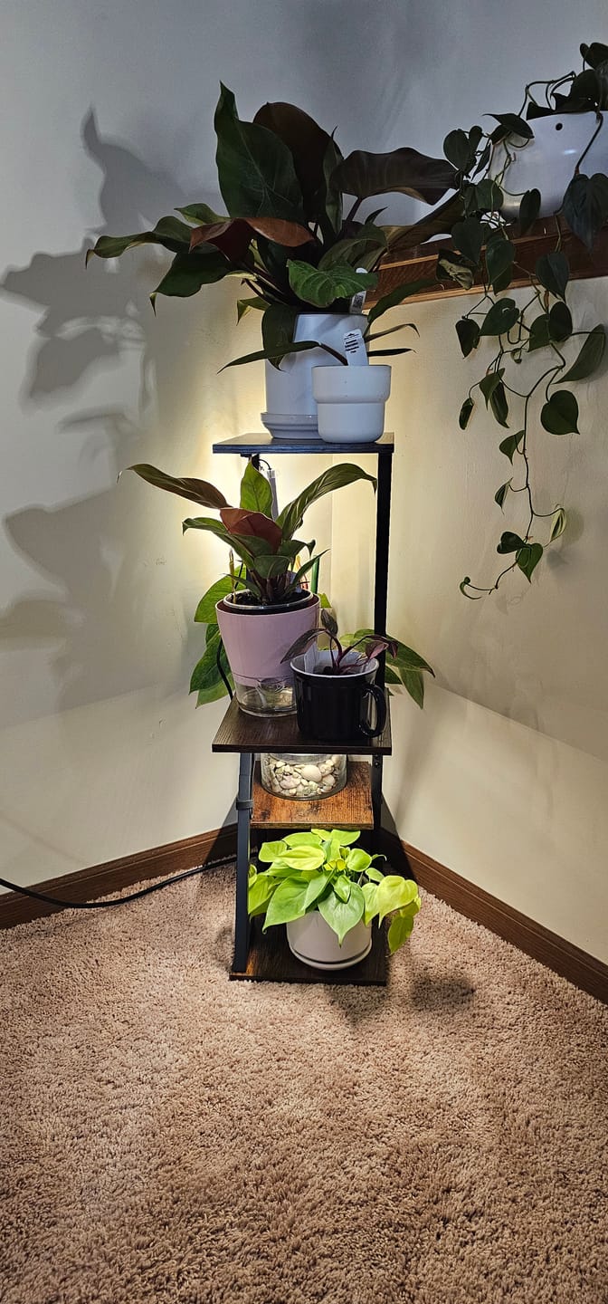 Customer photo review of Philodendron hederaceum 'Lemon Lime'
