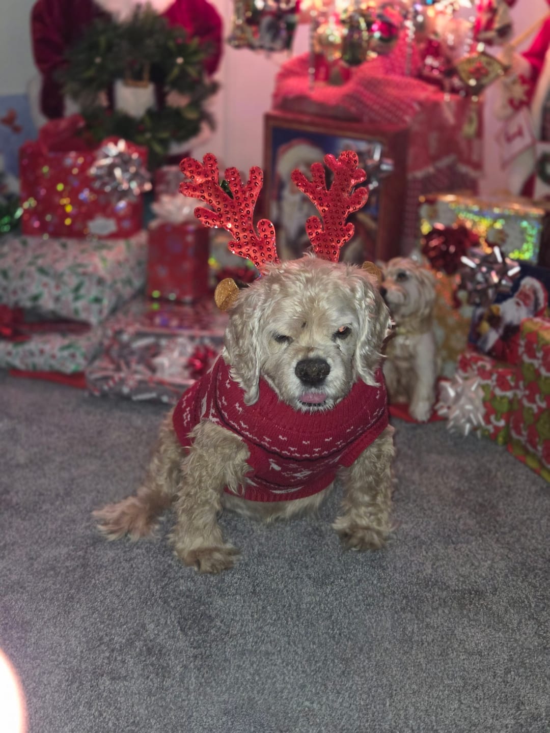 Customer photo review of Christmas Knit Dog Sweater