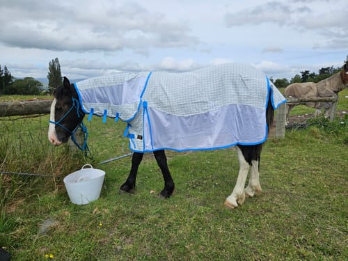 Customer photo review of Flair Cotton Breezer Mesh Combo