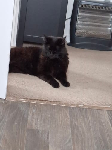 Customer photo review of Fit Litter