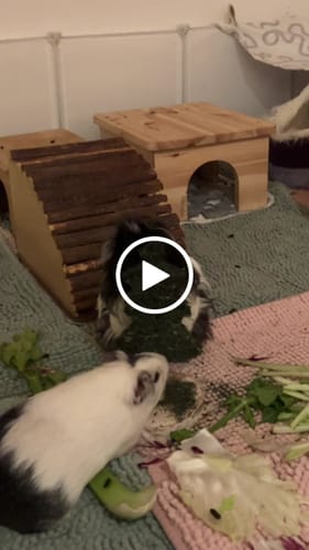 Customer video review of 🎄 Weihnachtsbaum aus Heu XL – das festliche Highlight für deine Meerschweinchen