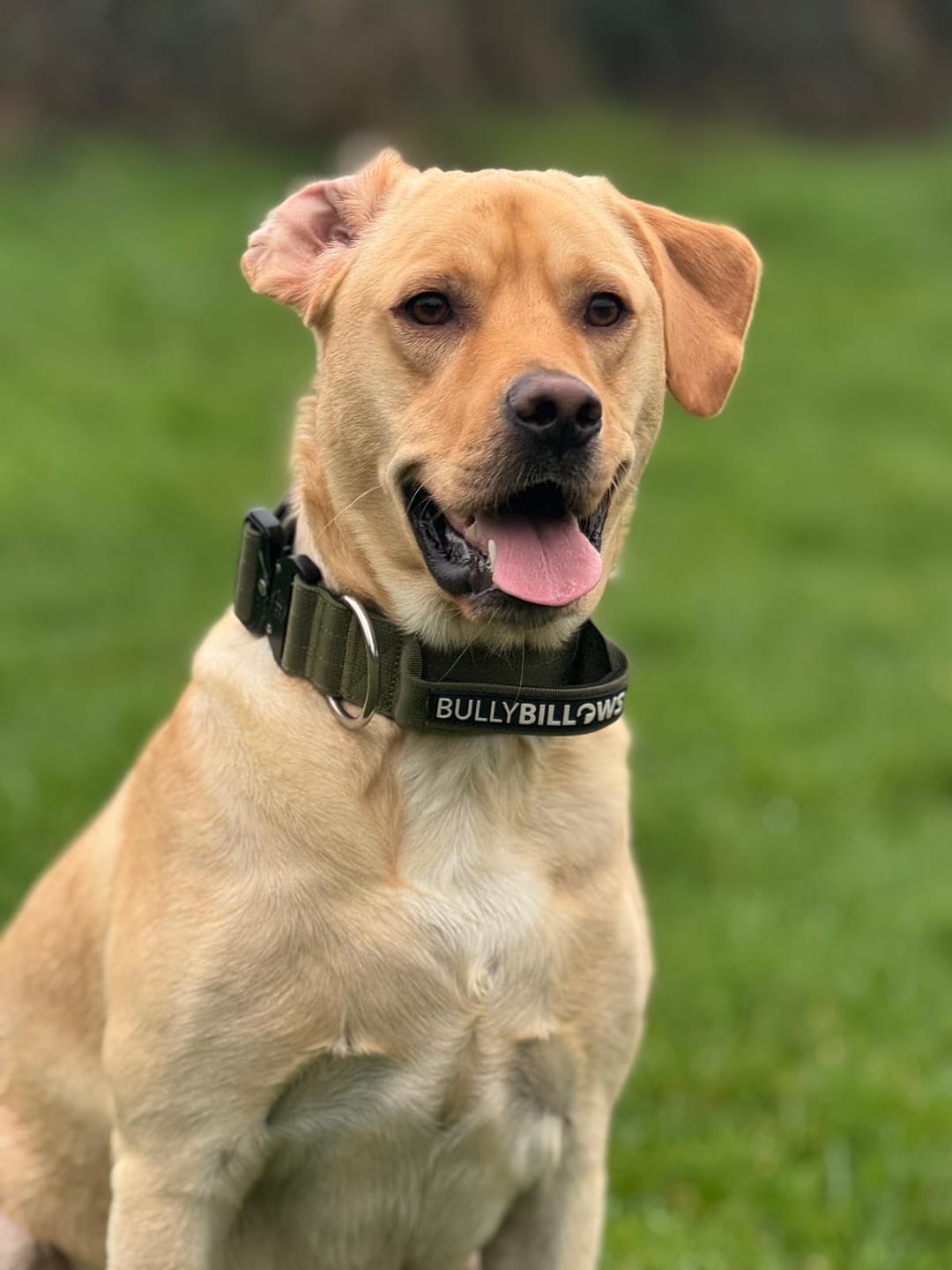 Customer photo review of 5cm Combat® Collar | With Handle & Secure Clip - Khaki