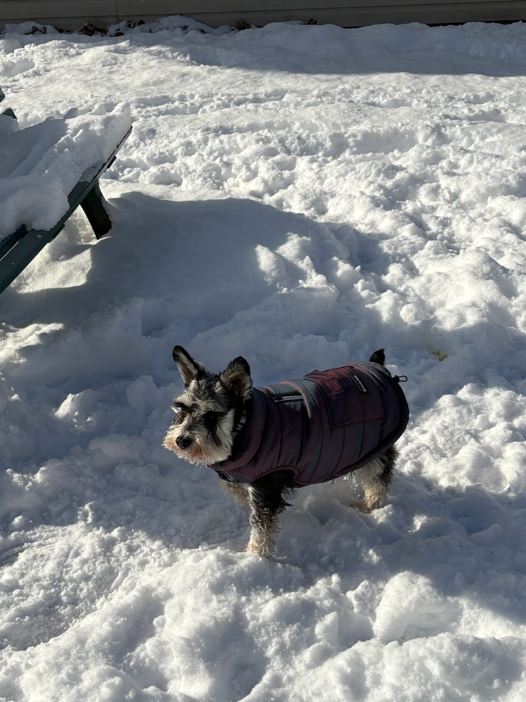Customer photo review of WarmShield Water-Resistant Jacket - Cosmic