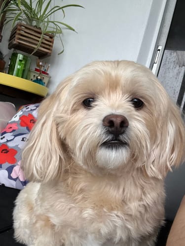 Reviewer's fluffy, cream-colored dog, mentioned as loving the Yak Chews.