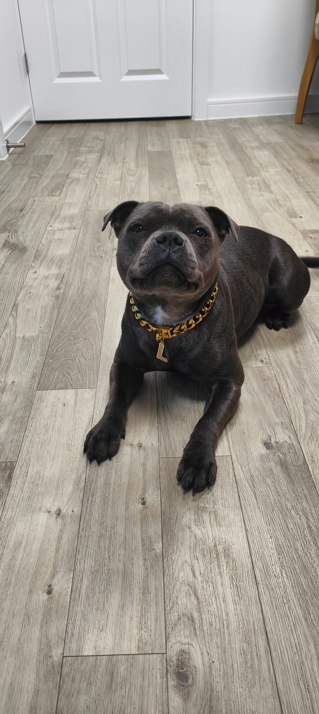 Customer photo review of Cuban Link Chain Dog Collar - Gold