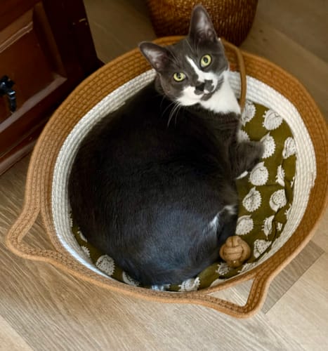 Customer photo review of Instinct Basket | Handwoven & Chemical-Free Cat Territory