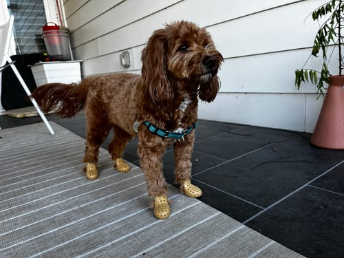 Customer photo review of WagWellies® Mojave