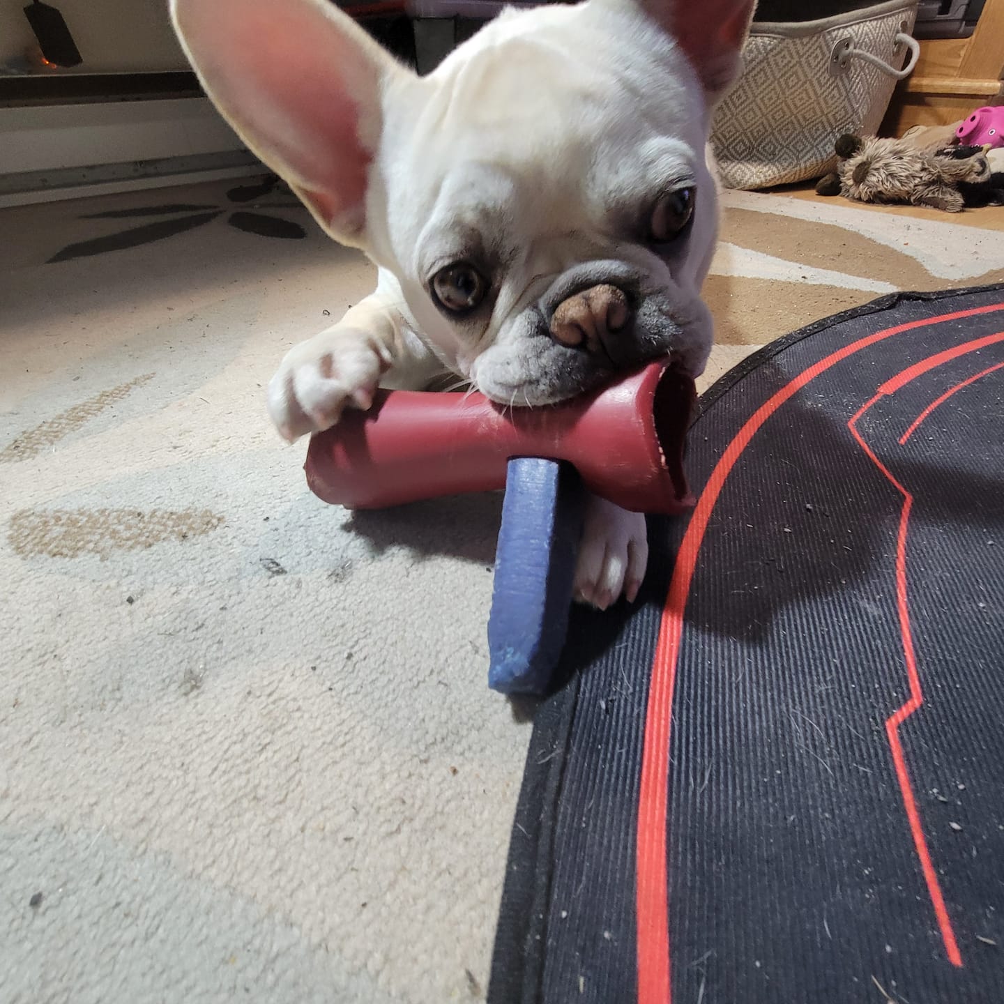 Customer photo review of Blueberry Himalayan Yak Chew (MEDIUM)