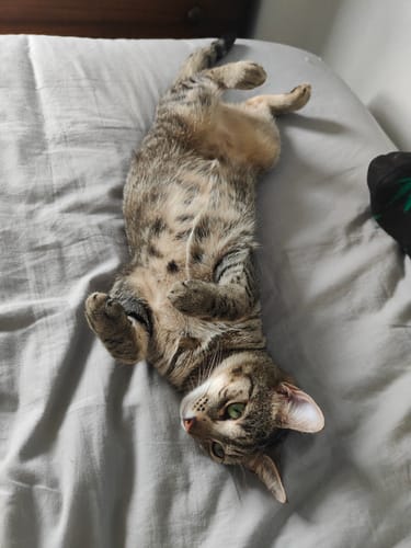 Customer photo review of Fit Litter