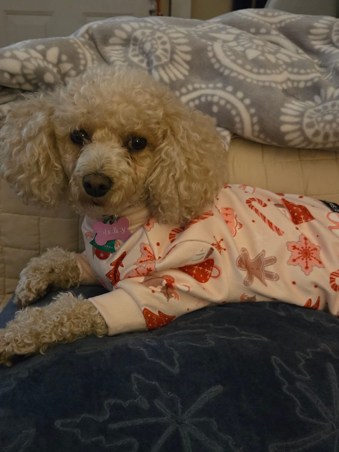 Customer photo review of Dog Christmas Pajama - Candy Cane