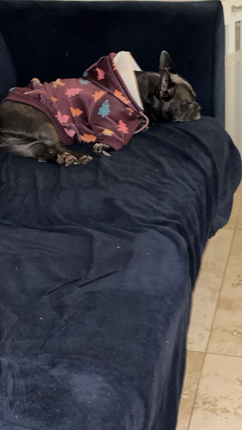 Customer photo review of Christmas Dog Hoodie - Candy Trees