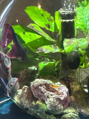 Customer photo review of Skittles Shrimp