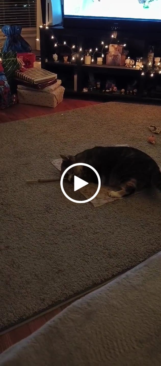 Customer video review of RYERCAT Silvervine Cat Dental Sticks