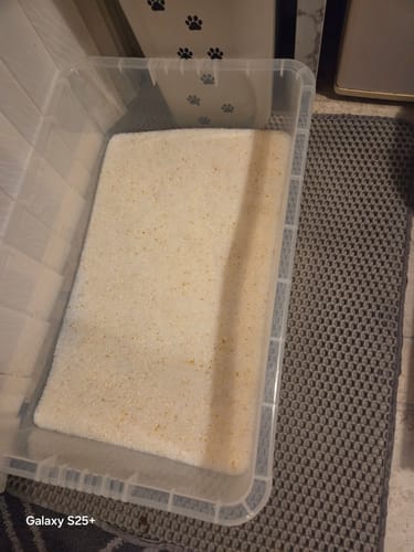 Customer photo review of 1 Month Supply – 3 Cat