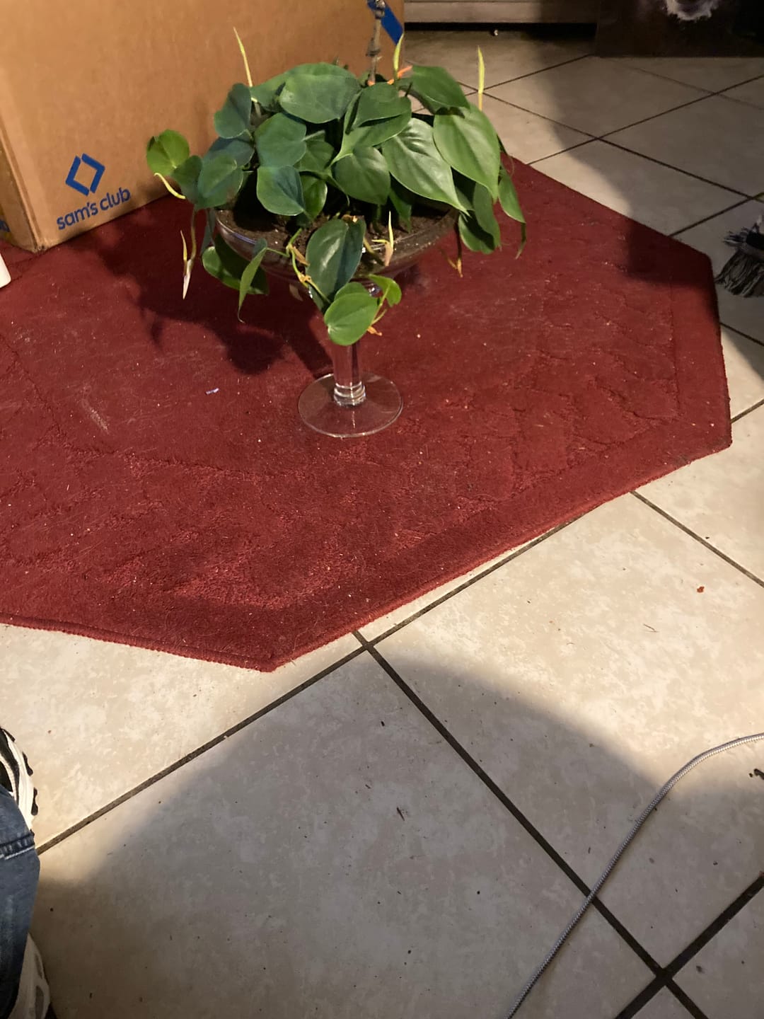Customer photo review of Philodendron hederaceum