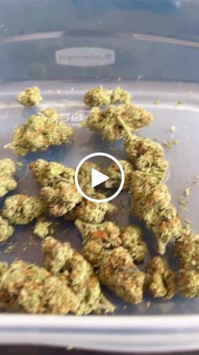 Customer video review of Cheap THCA Flower Ounce