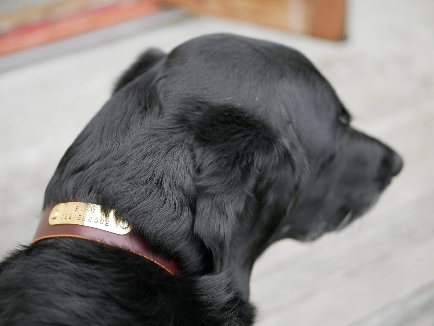 Customer photo review of Classic Buckle Leather Dog Collar - Custom Sized