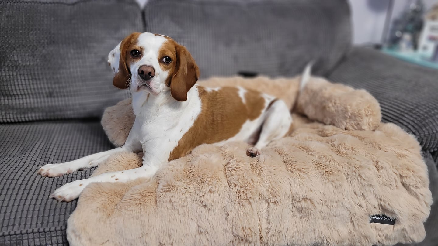 Customer photo review of Calming Fluffy Couch Cover Dog Bed - Beige