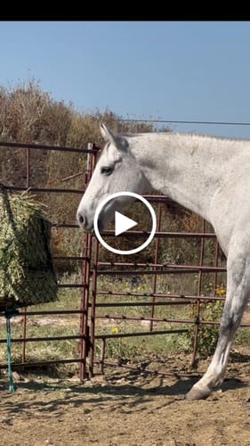Customer video review of Hay Chix® Half Bale Net