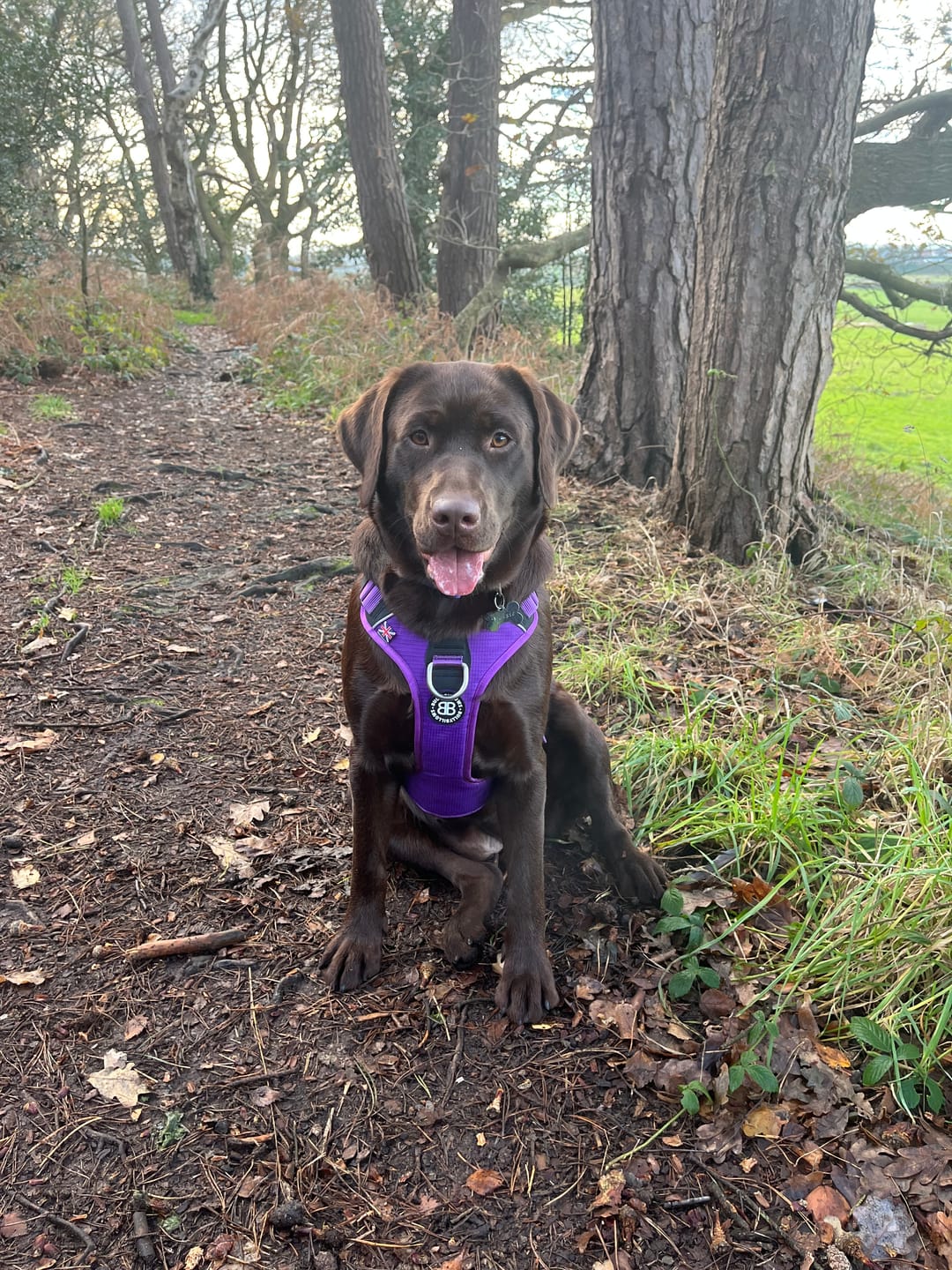 Customer photo review of Anti Pull Hurricane Harness Lighter | With Handle - Purple