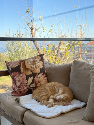 Customer photo review of Kuzu Yünü Evcil Hayvan Yatağı