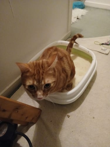 Customer photo review of 1 Month Supply – 2 Cat