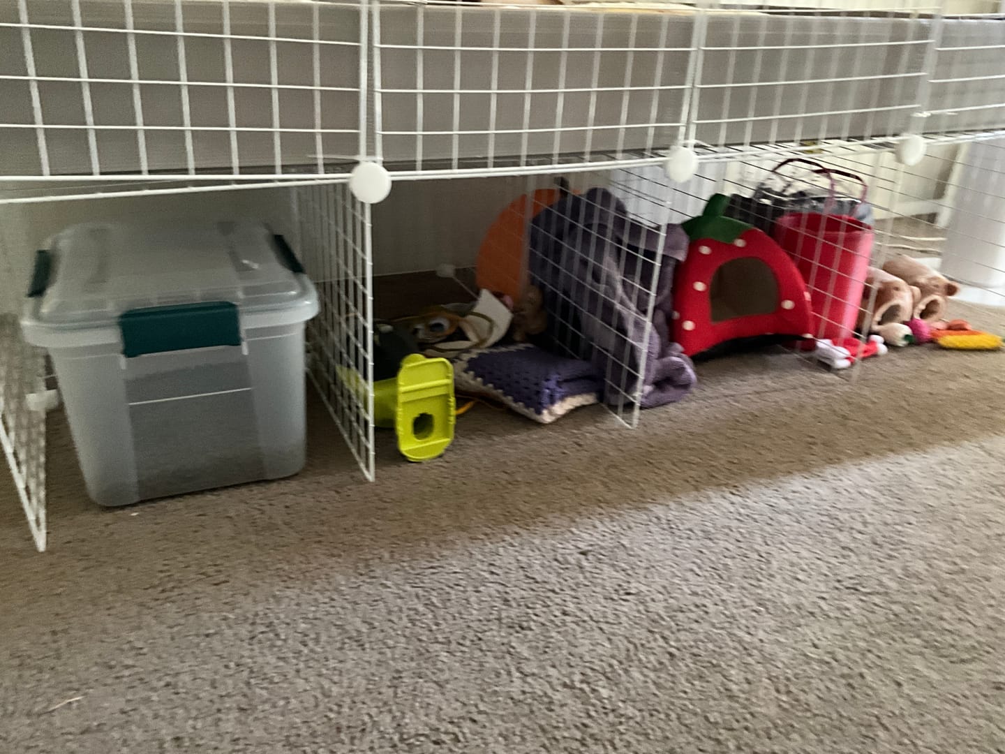 Customer photo review of 2 x 4 Ozzy C&C Cage Stand