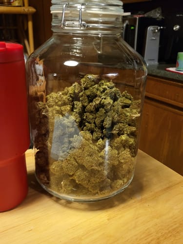 Customer photo review of Sour Diesel - Bulk - Sativa