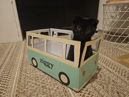 Avis d'un client : un adorable chaton noir assis dans le carton de livraison Ziggy en forme de bus.