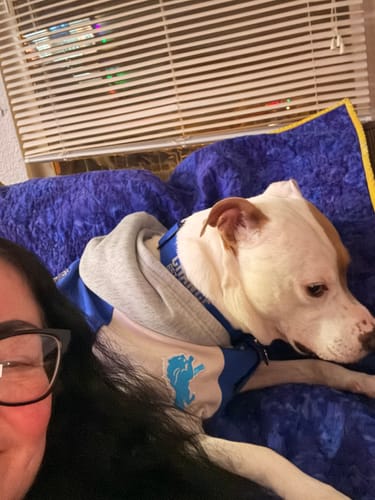 Customer photo review of Blue Bully Proof Collar