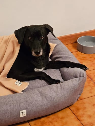 Customer photo review of Cover Mattias Grigio Medio