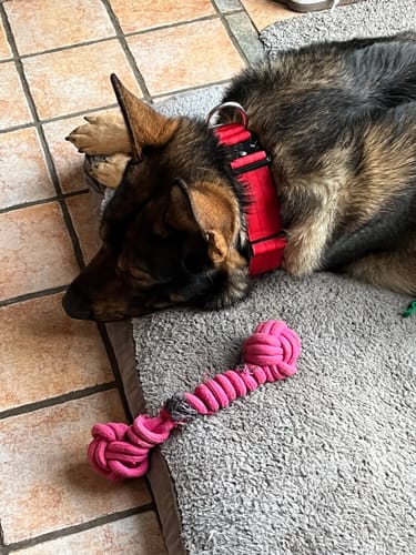 Customer photo review of 5cm Combat® Collar | NO Handle & Secure Clip - Red