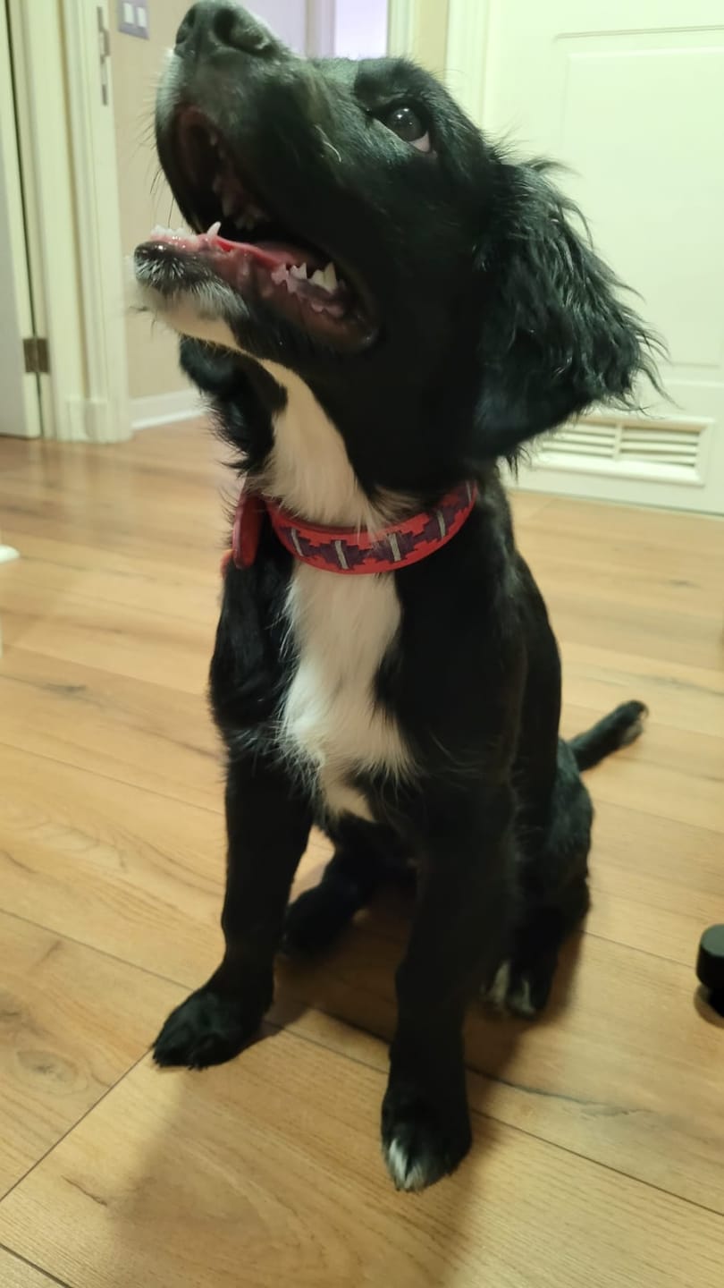 Customer photo review of Collar Toby Fucsia/Fucsia Corrugado B6