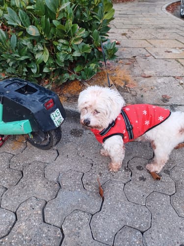 Kundenbewertung mit Foto zu Emmalove - Wasserdichter Hundemantel Extreme