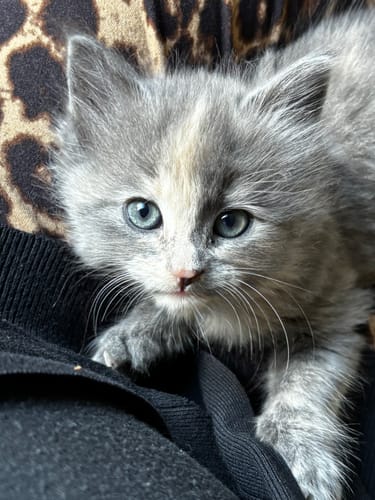 Customer photo review of 1 Month Supply – 1 Cat