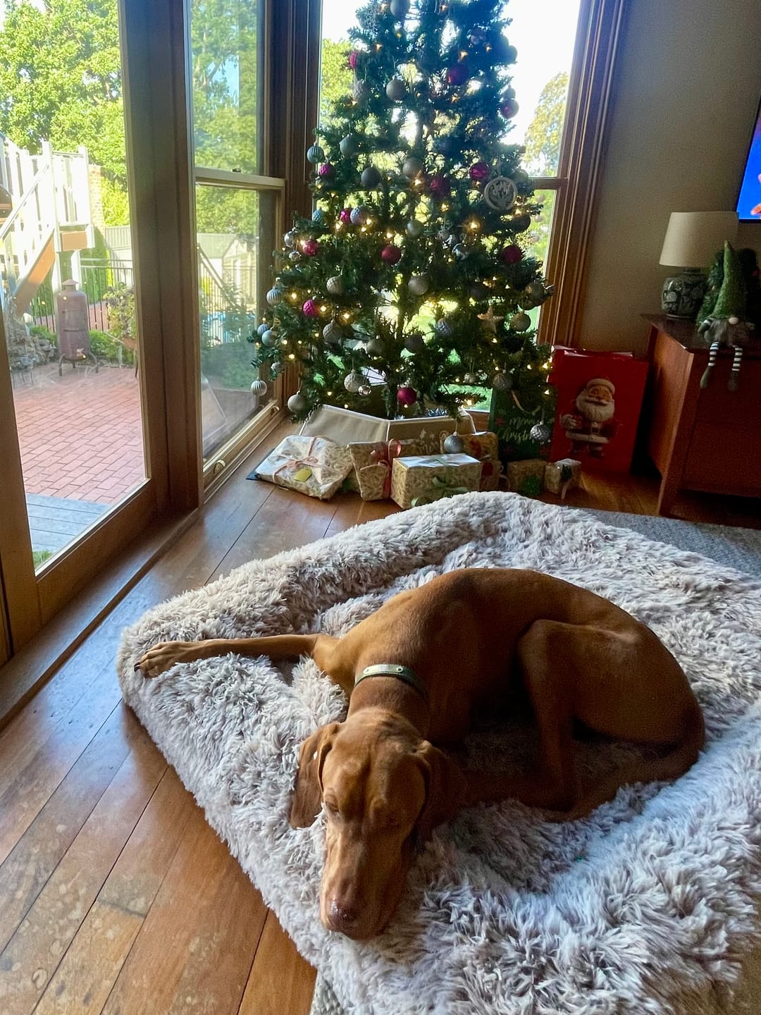 Customer photo review of Orthopaedic Memory Foam Dog Bed