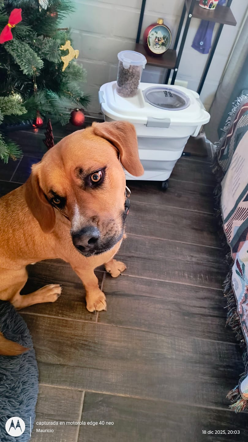 Customer photo review of Contenedor Hermético THE DOGS — Alimento fresco y sin olores