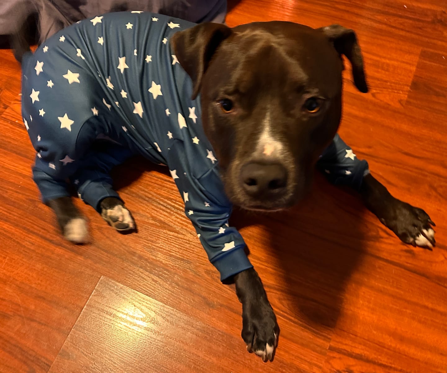 Customer photo review of Dog Pajama - Stars