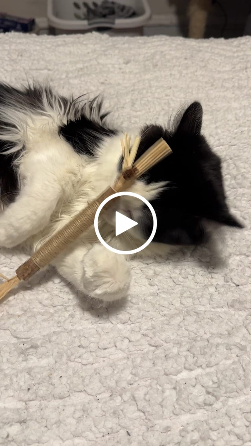 Customer video review of RYERCAT Silvervine Cat Dental Sticks