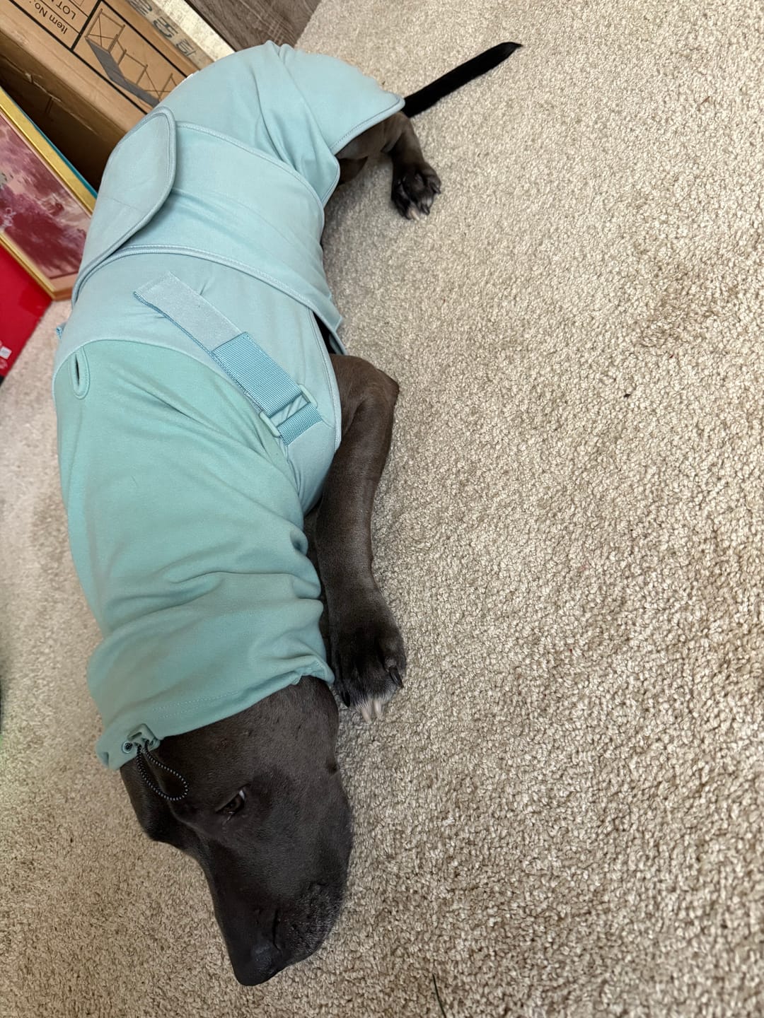 Customer photo review of Anxiety Calming Suit